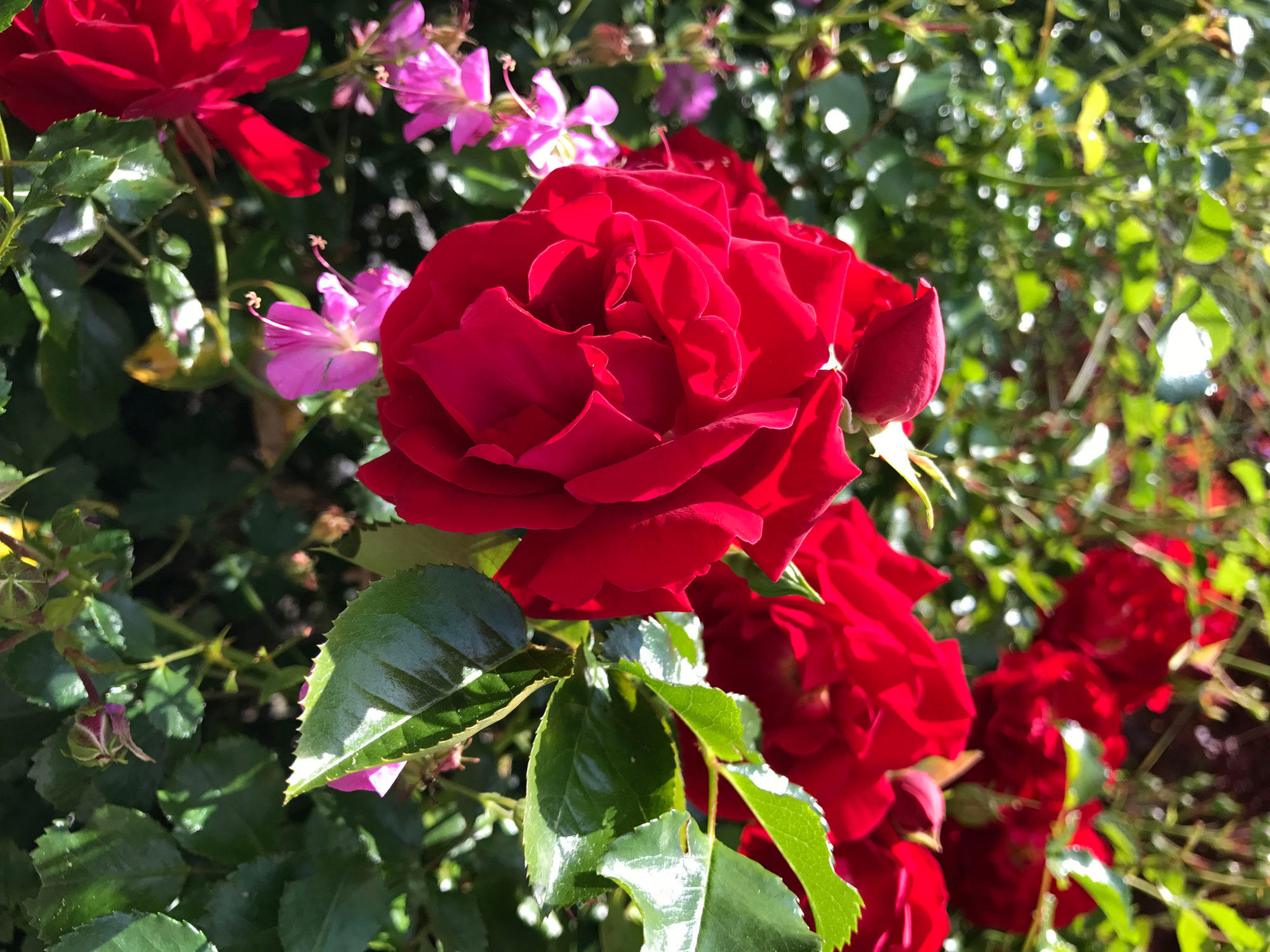 H. Dollé Gartenbau und -pflege GmbH, Schulhausstrasse 49 in Erlenbach ZH