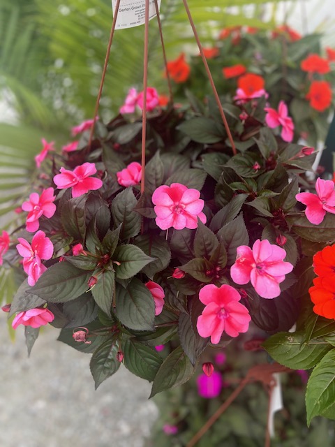 Images Blanchard’s Blossoms and Garden Center
