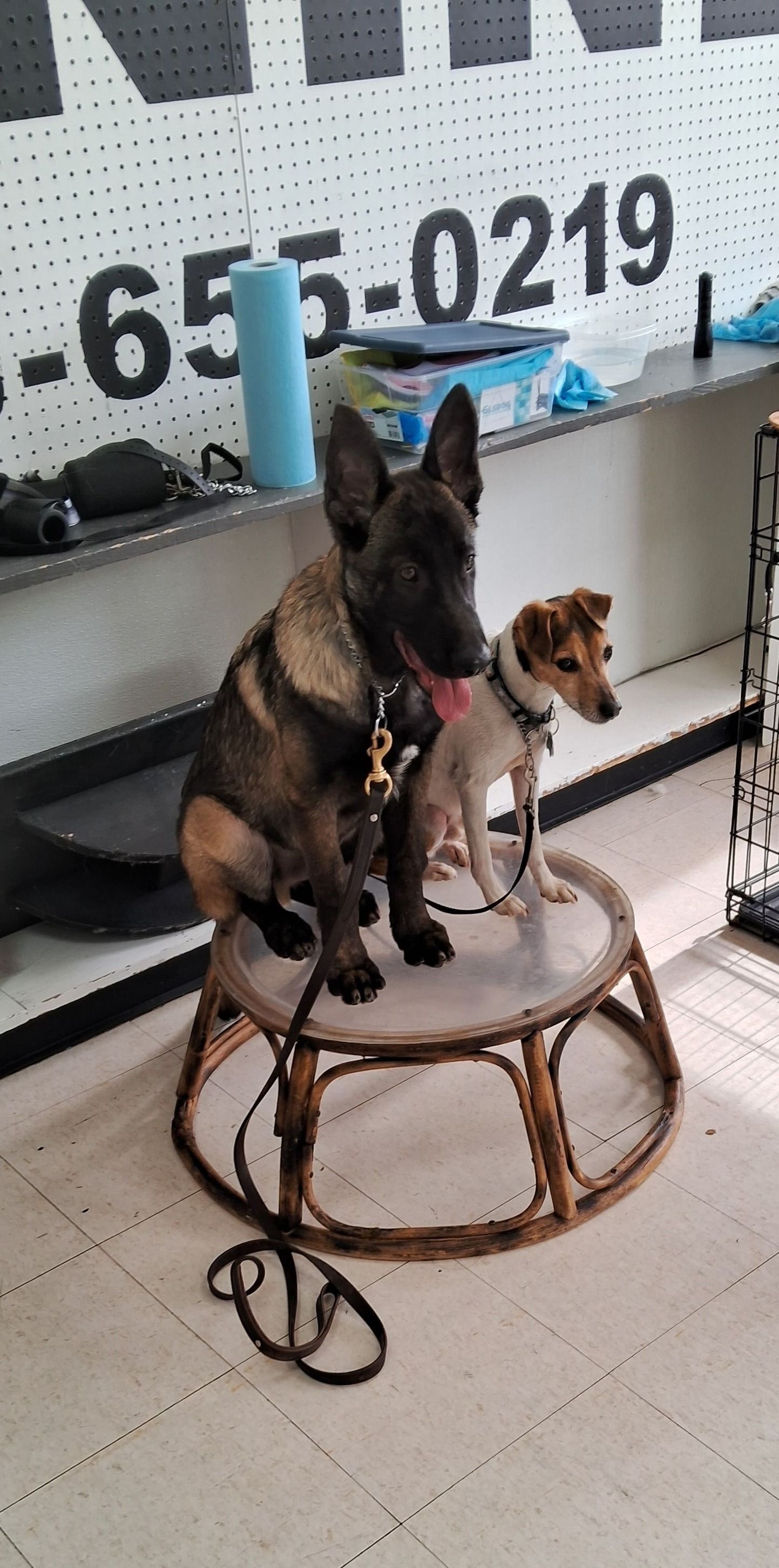 Two dogs sit calmly on a round raised platform inside a dog training facility, practicing place command with leashes on, demonstrating focus, obedience, and controlled behavior during structured training.