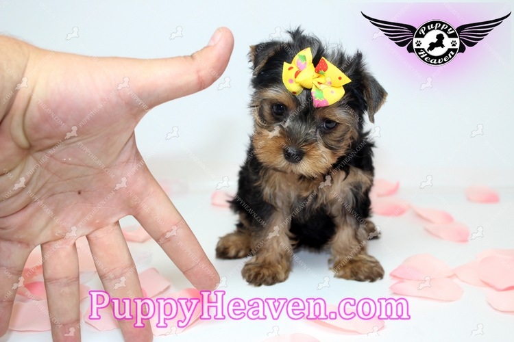 Puppy Heaven- Teacup & Toy Puppies for Sale, Agoura Hills California (CA) - LocalDatabase.com