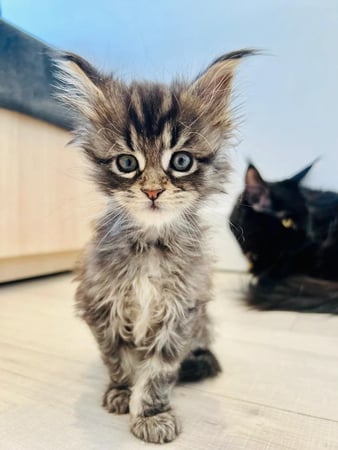 Images Petfolk Veterinary & Urgent Care - Mansfield