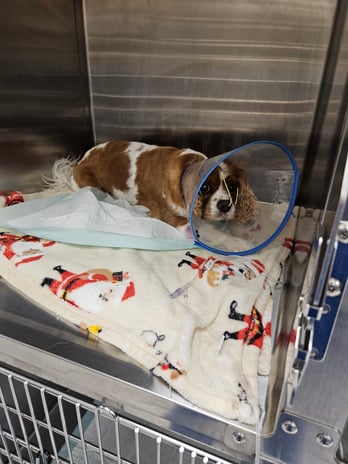 Images VetExpress Animal Urgent Care