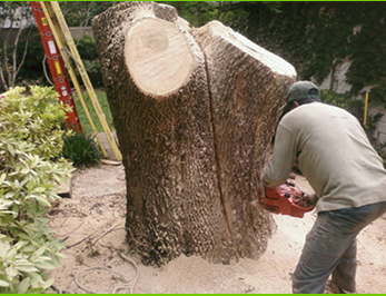 Francisco's Full Tree Service
Expert Tree Services. Fully Licensed & Insured.
Cell (516) 852-5415  Office (516) 546-4971