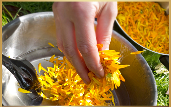 Images Ayurvedic Living School