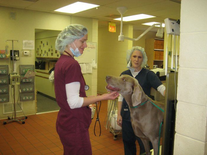 Images VCA Woodland Animal Hospital