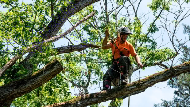 Images Nationwide Tree Service