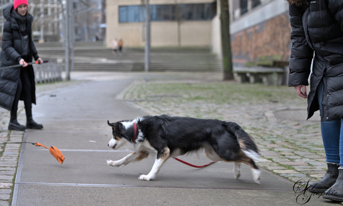 PawlityTime- Hundeschule Hamburg, Suhrenkamp 26 in Hamburg