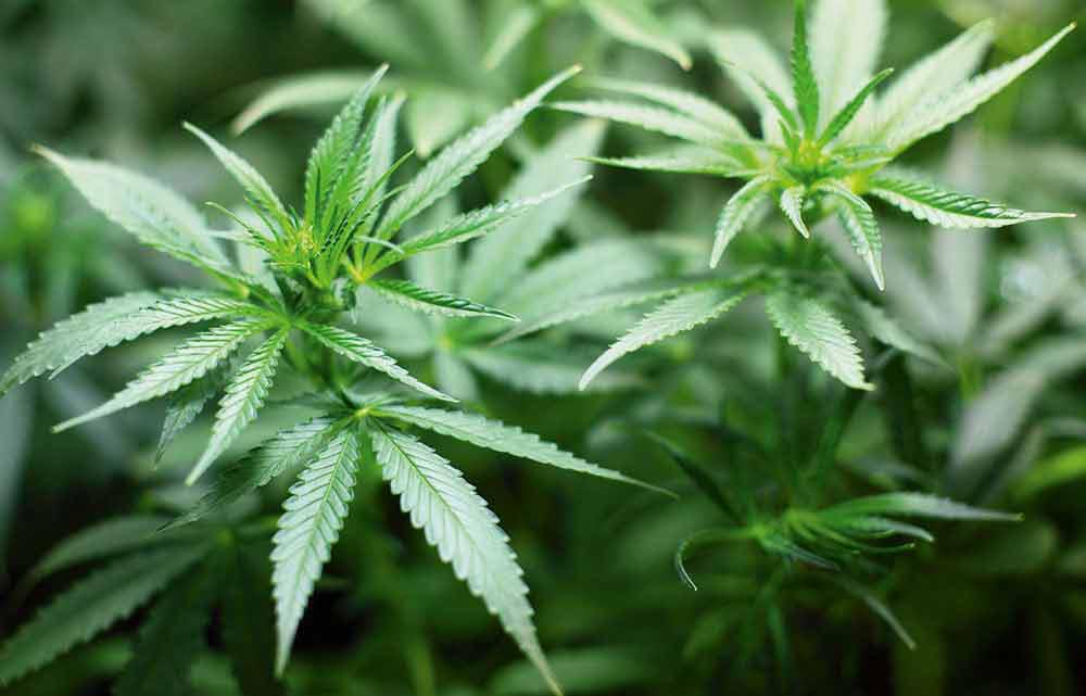 Produktentwicklung & Handel Braccia UG, Mörikestraße 26 in Bad Wimpfen