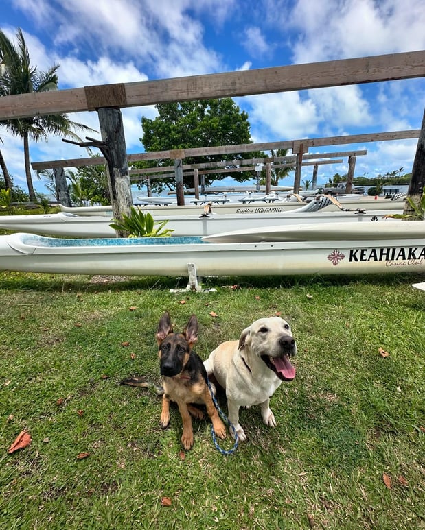 Images Alpha K-9 Dog Training