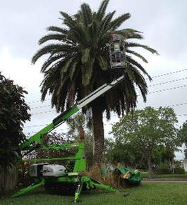 Images Grasshoppers Tree Service