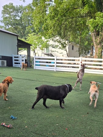 Images Wag Watchers DayCare & Spa