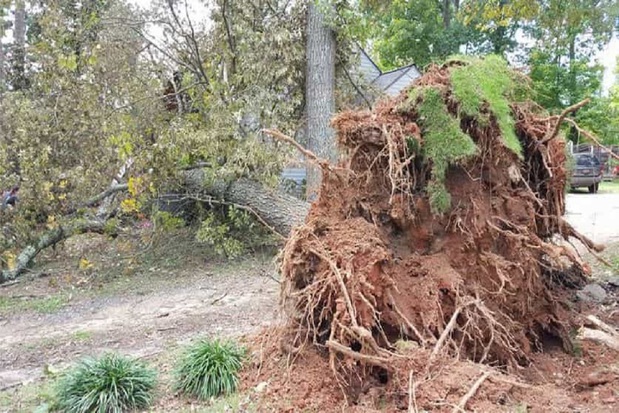 Images Rocky's Tree Service