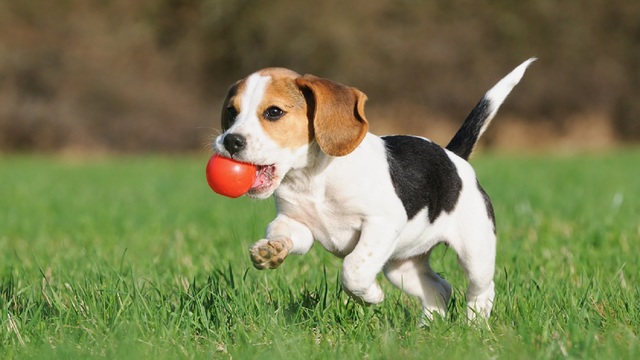 Images Oaktree Kennels