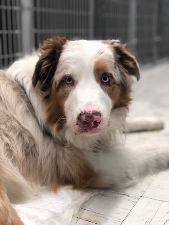 Images Melrose La Brea Animal Hospital