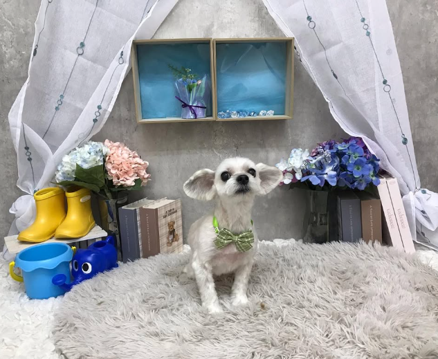 Images ペットショップ 犬の家
