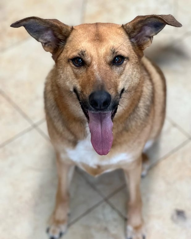 Images Pamper Your Pet II