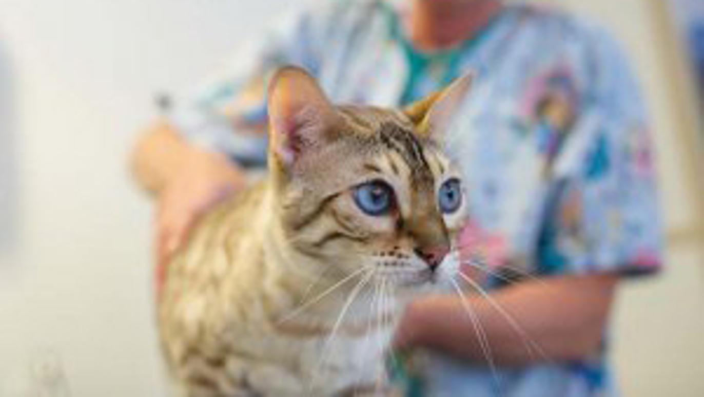 Images Sjöstadens Veterinär, AB