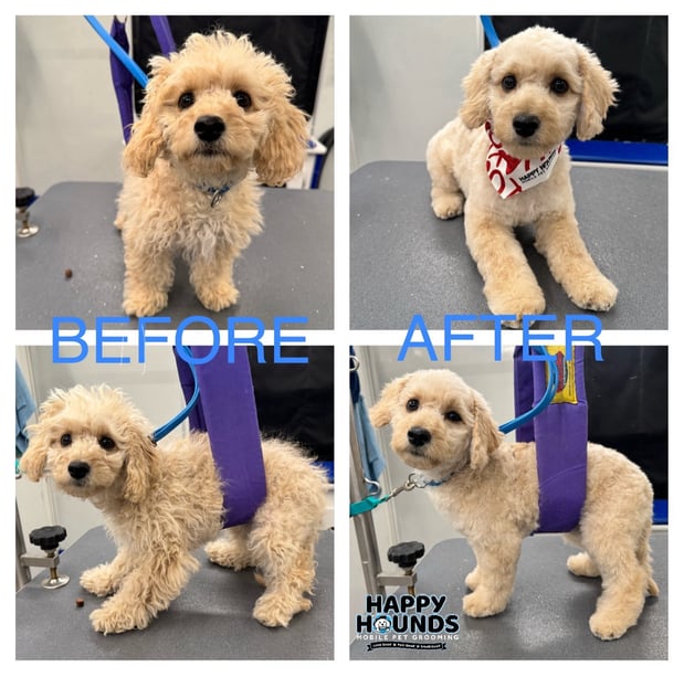 Images Happy Hounds Mobile Pet Grooming