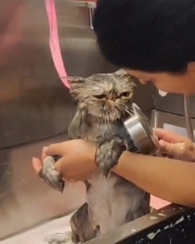 Images Bagnetto E Coccole