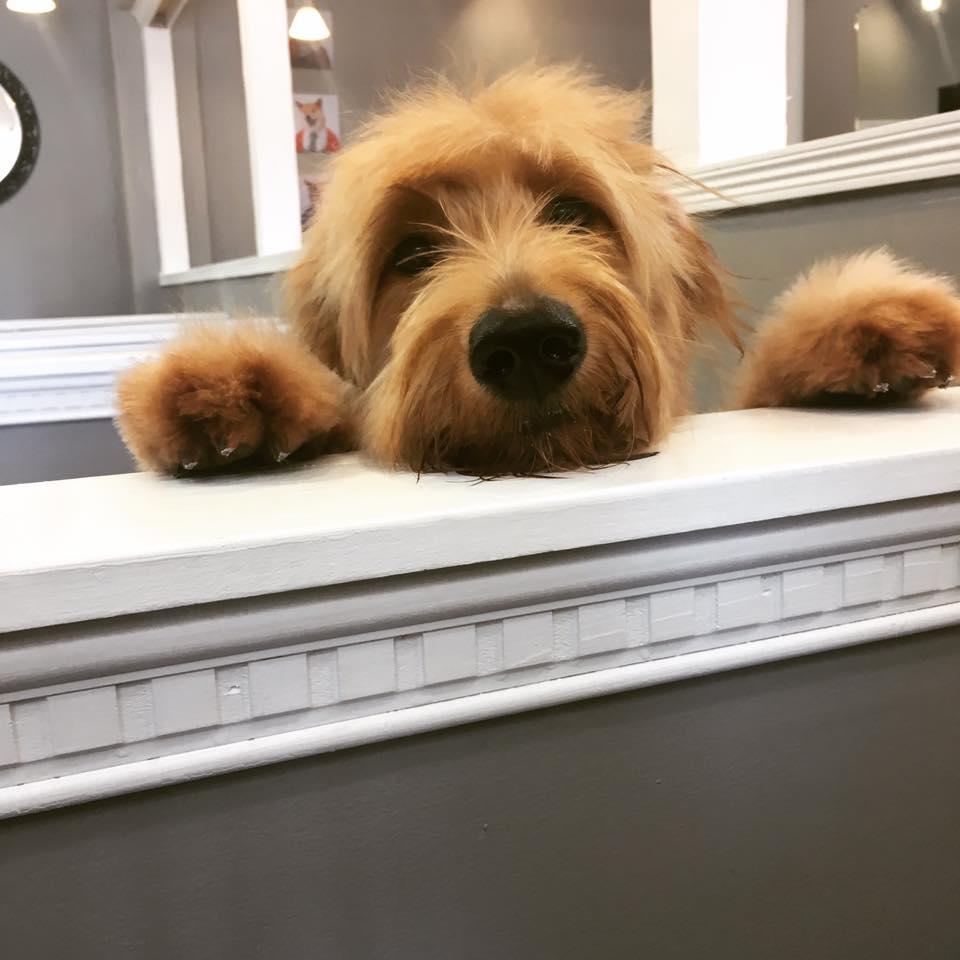 Dog Grooming Mission Tx Dog Grooming Mission Tx