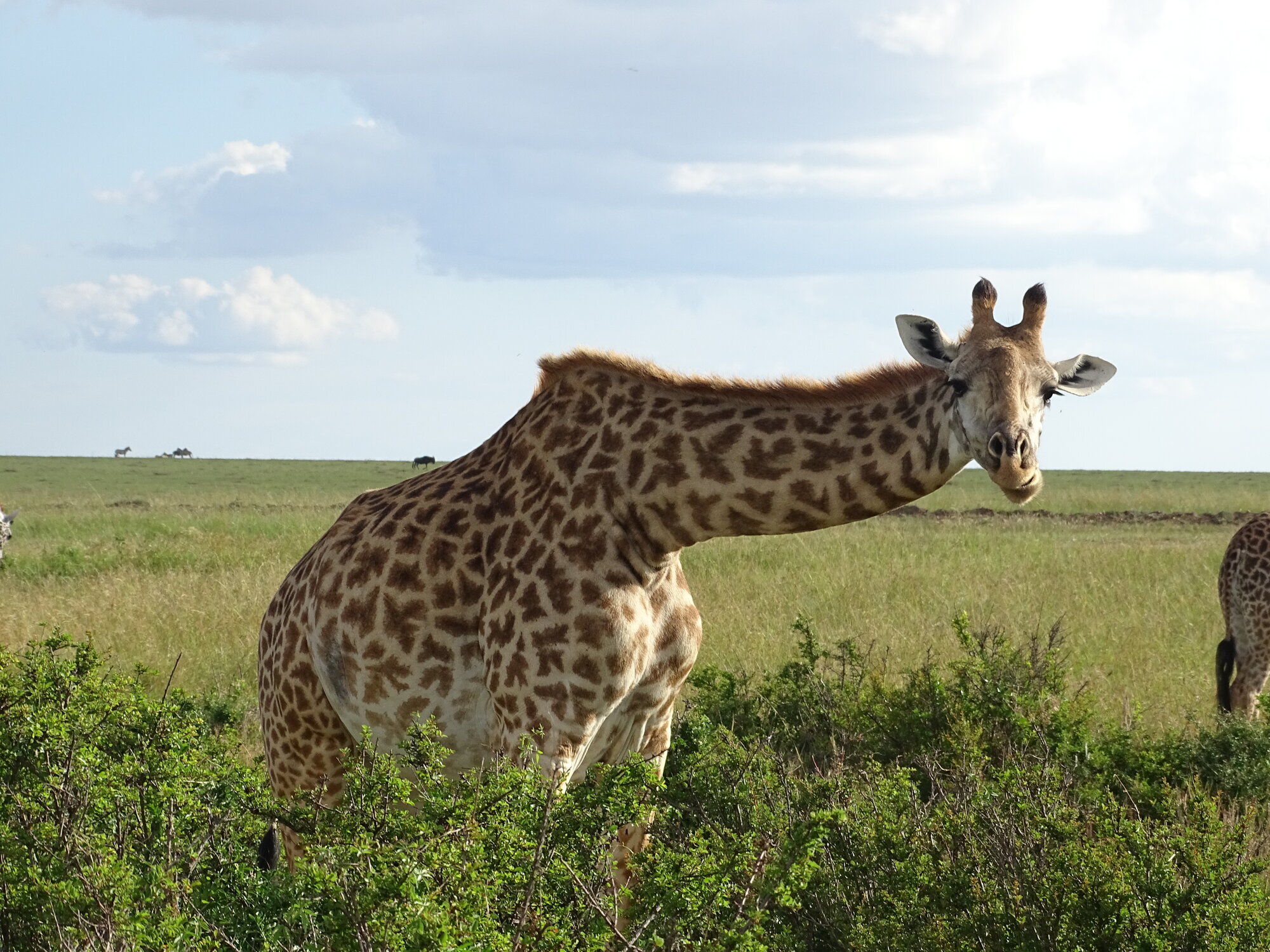 Go n joy Africa, Hönower Straße 35 in Berlin