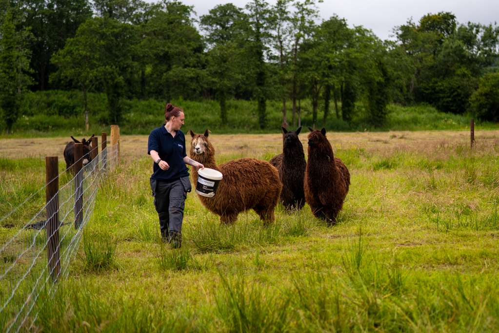 Radisson Paddocks Farm