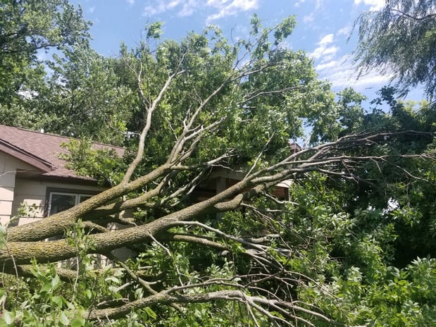 Images Wellman Tree Service
