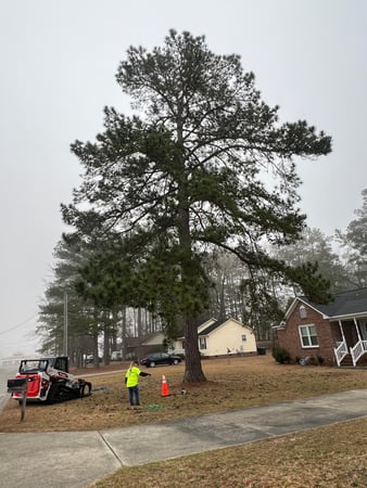 Images Carolina Tree Experts
