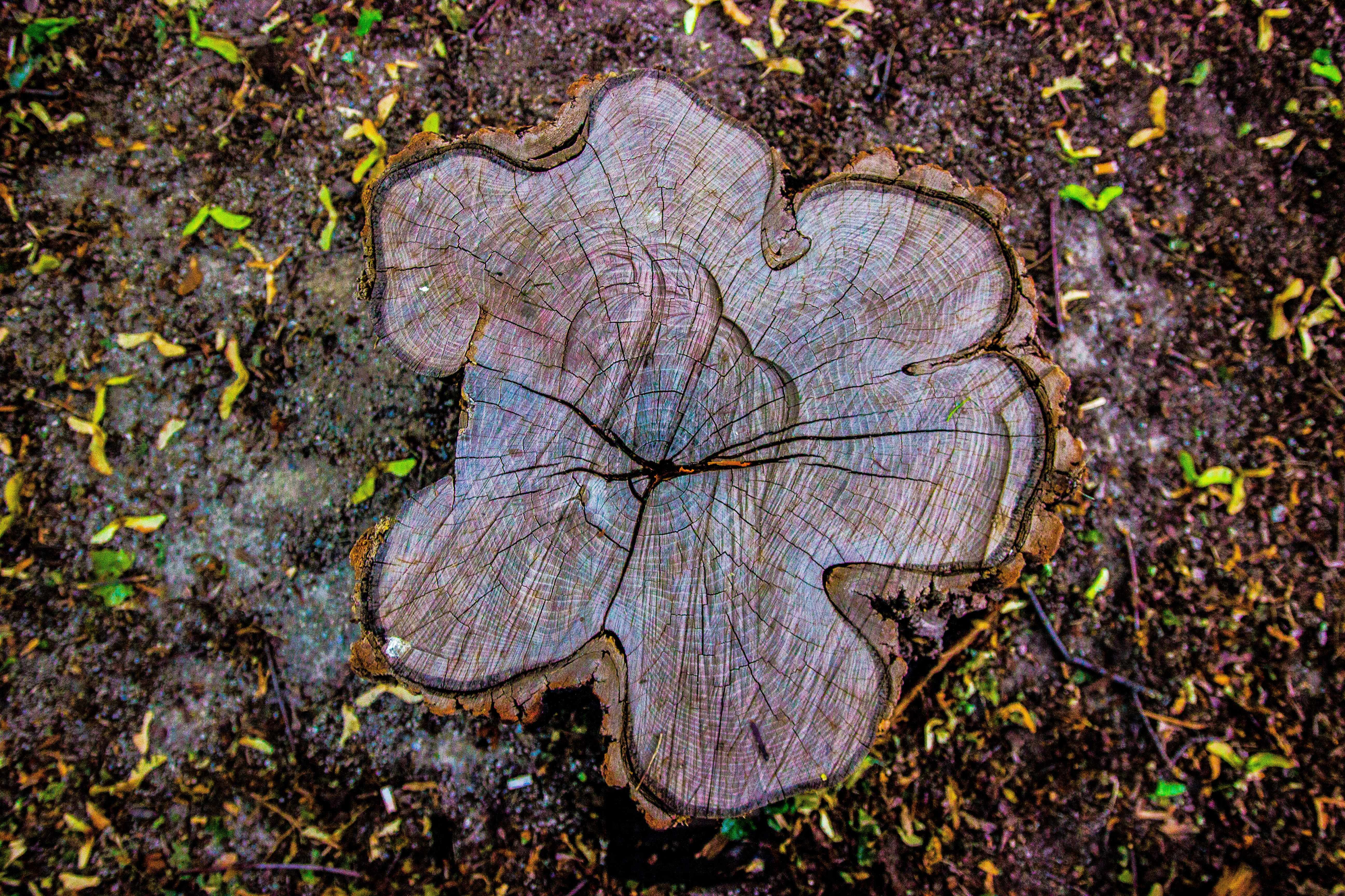Images J. Daniels' Trees