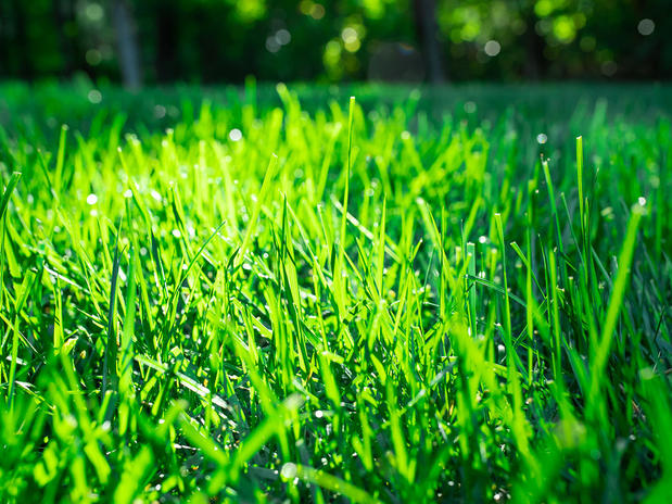 Images TruGreen Lawn Care