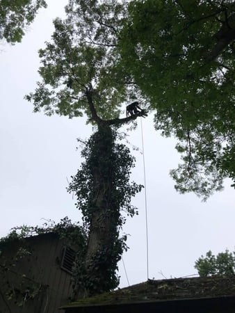 Images Sunbury Tree Care