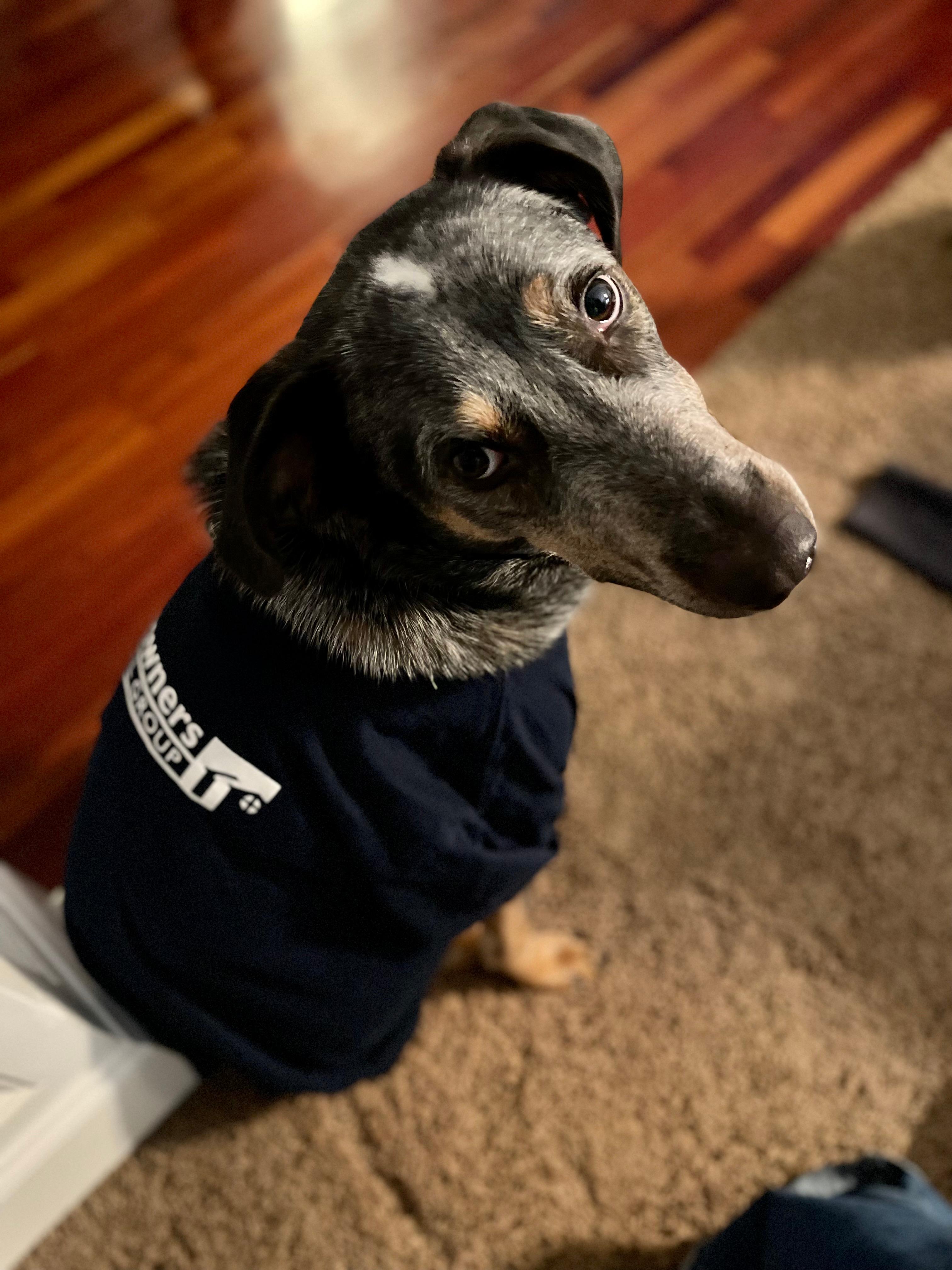 Our Homeowners gear isn't just for humans. Pets look great in it too, actually!