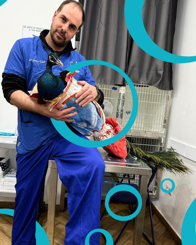 Images Centro Veterinario Ivet Team