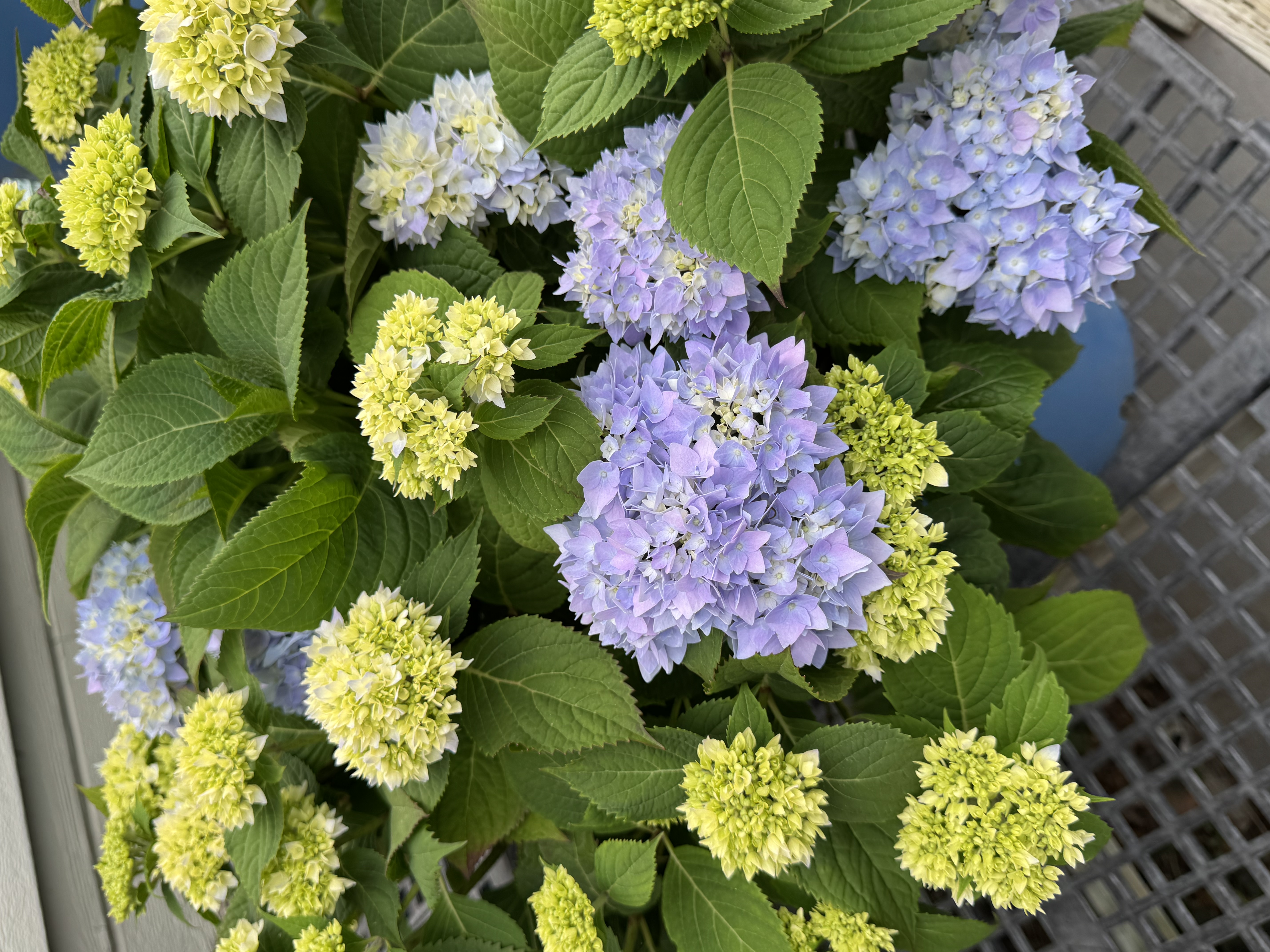 Endless Summer Hydrangeas are a great addition to a shady spot in your garden. Their vibrant blue an 