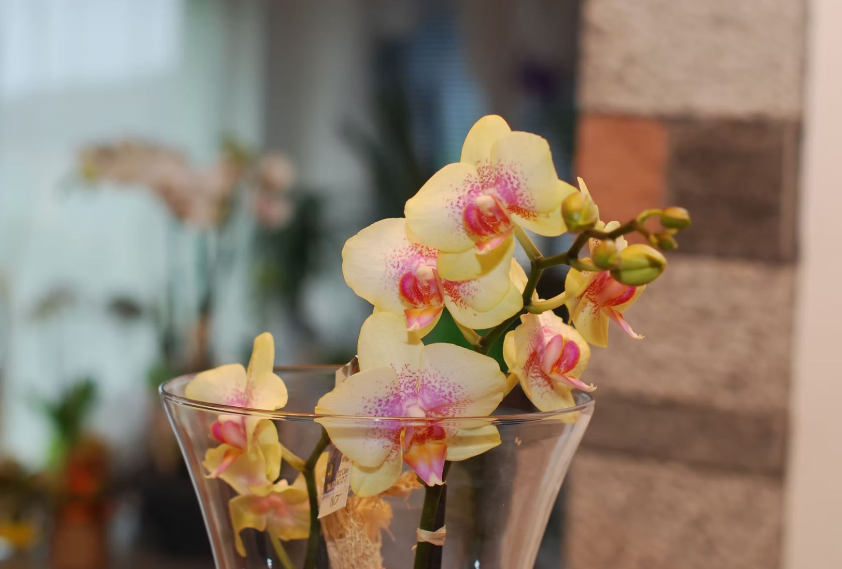 Bilder Bullo Luca Fiori