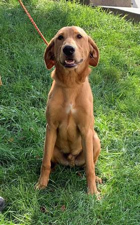 Images Elkhound Ranch Kennels