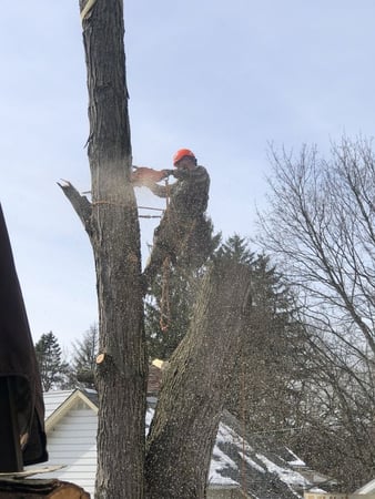 Images Adler Tree & Landscaping Service