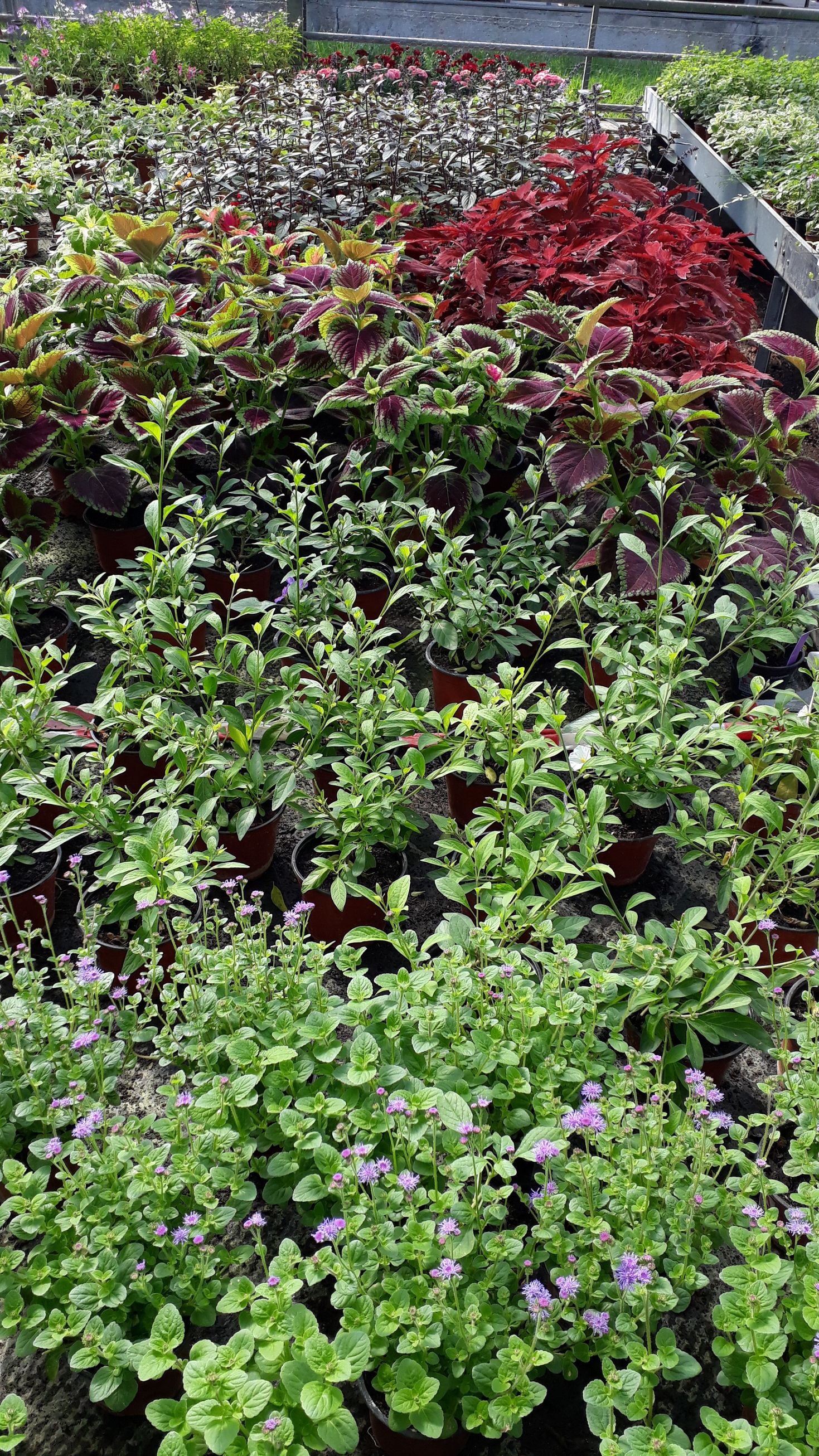 Bilder Gärtnerei Ziegler Samuel