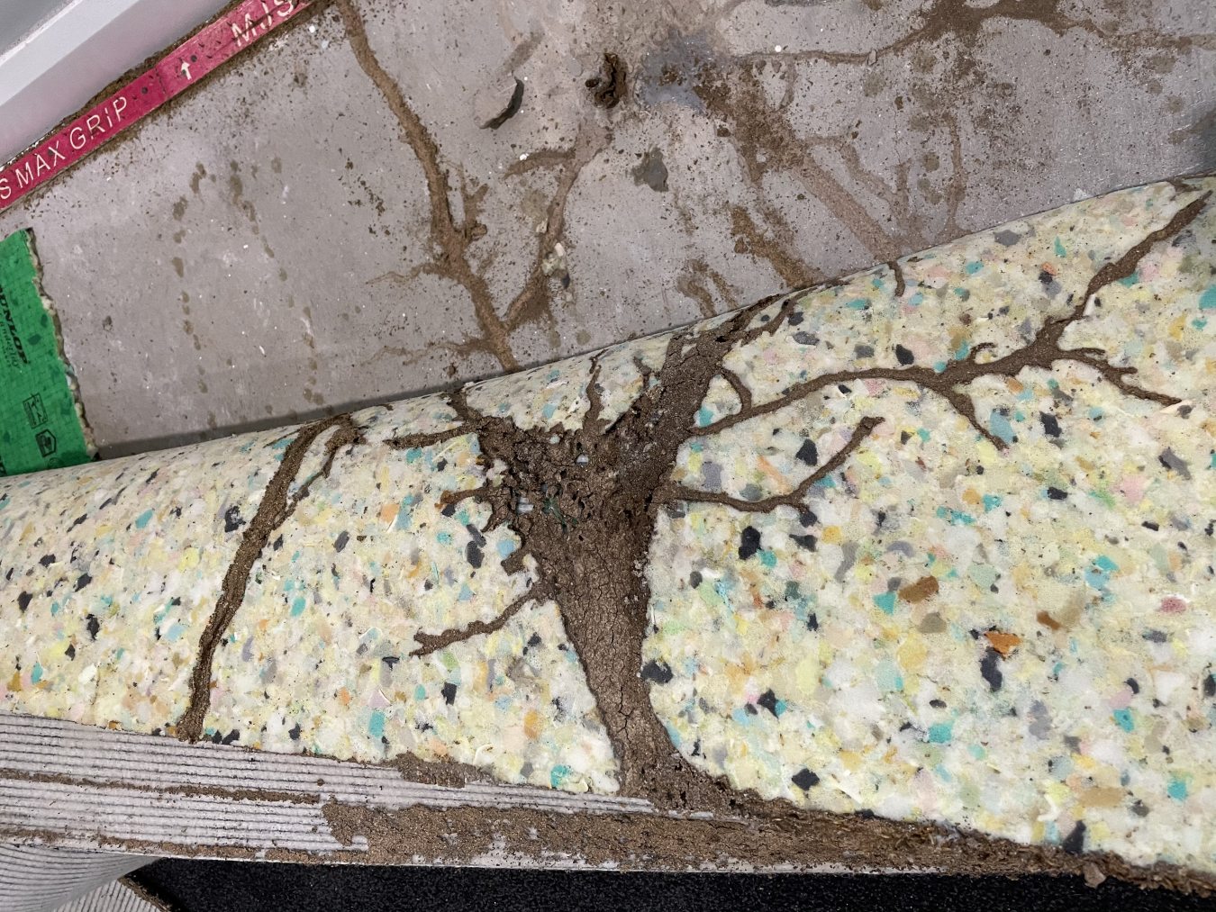 Images Assassin Pest Control