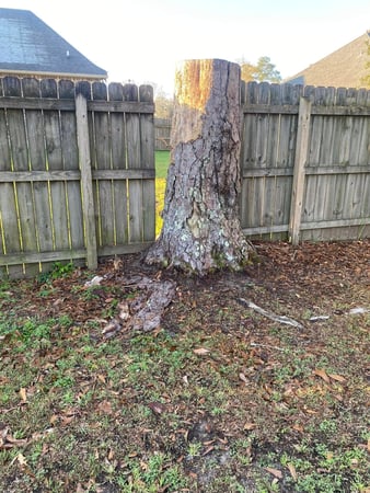 Images Tree Tech of Louisiana