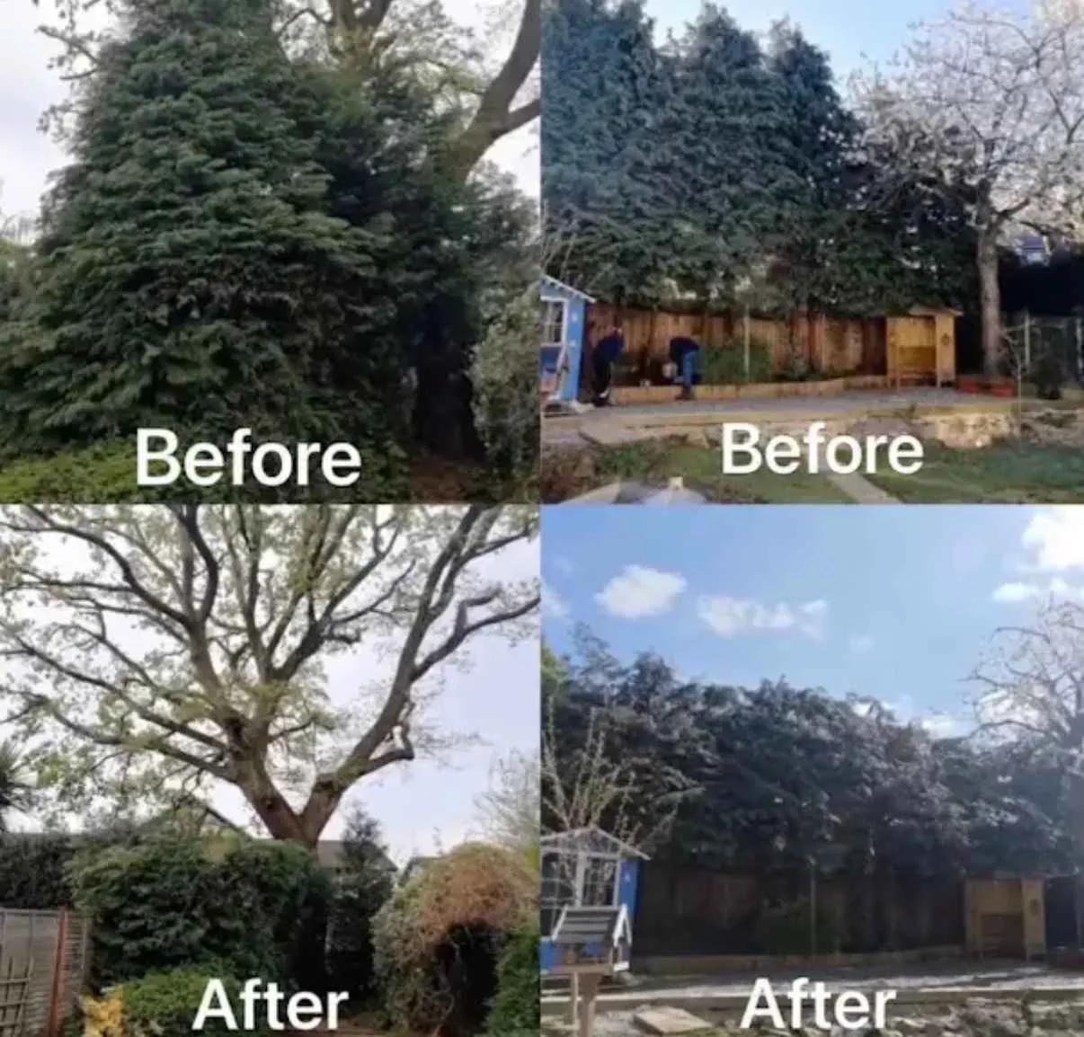 Images Tree Doctors & Landscaping