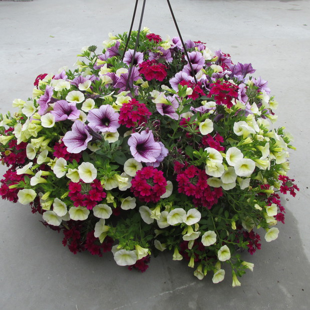 Nolt's Garden Center in Lebanon, 1555 Colebrook Rd. Nurseries