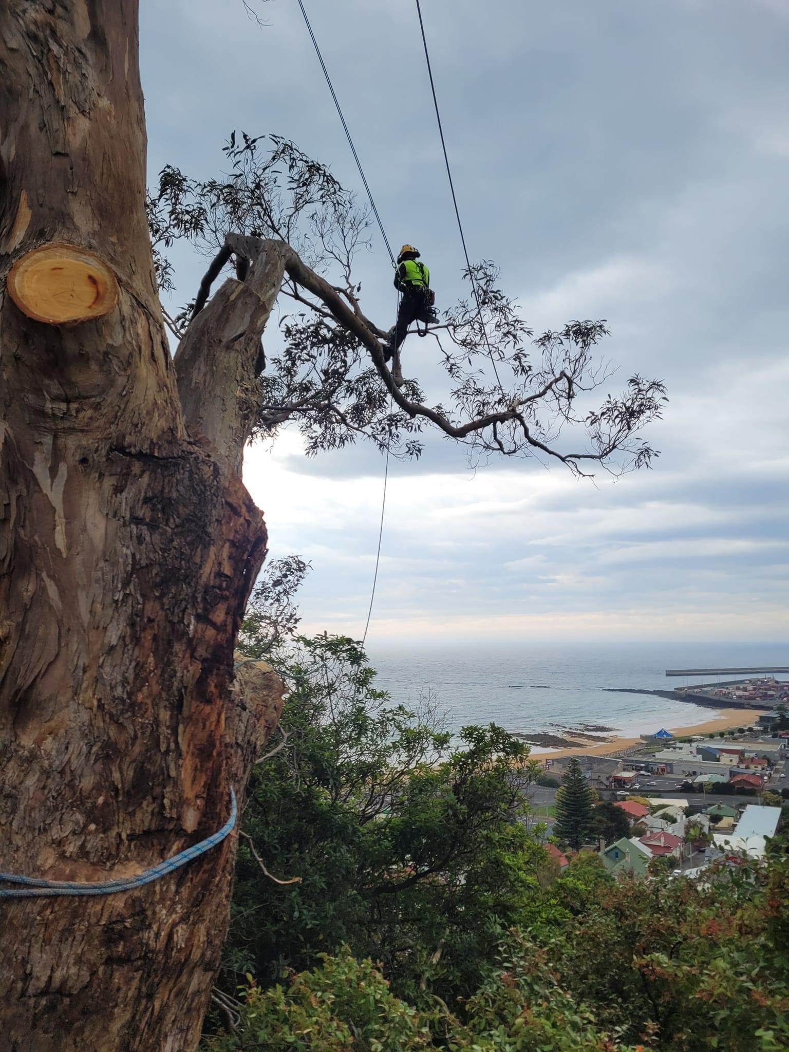 Images E&T Tree Services And Stump Grinding