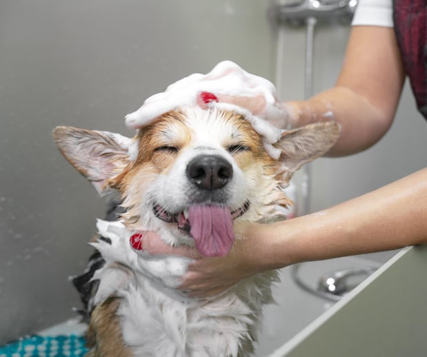 Images San Diego Grooming Academy