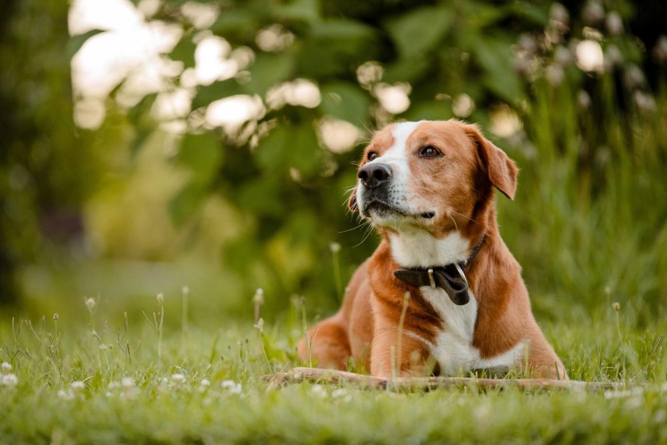 Images JB Hundprodukter & Tjänster