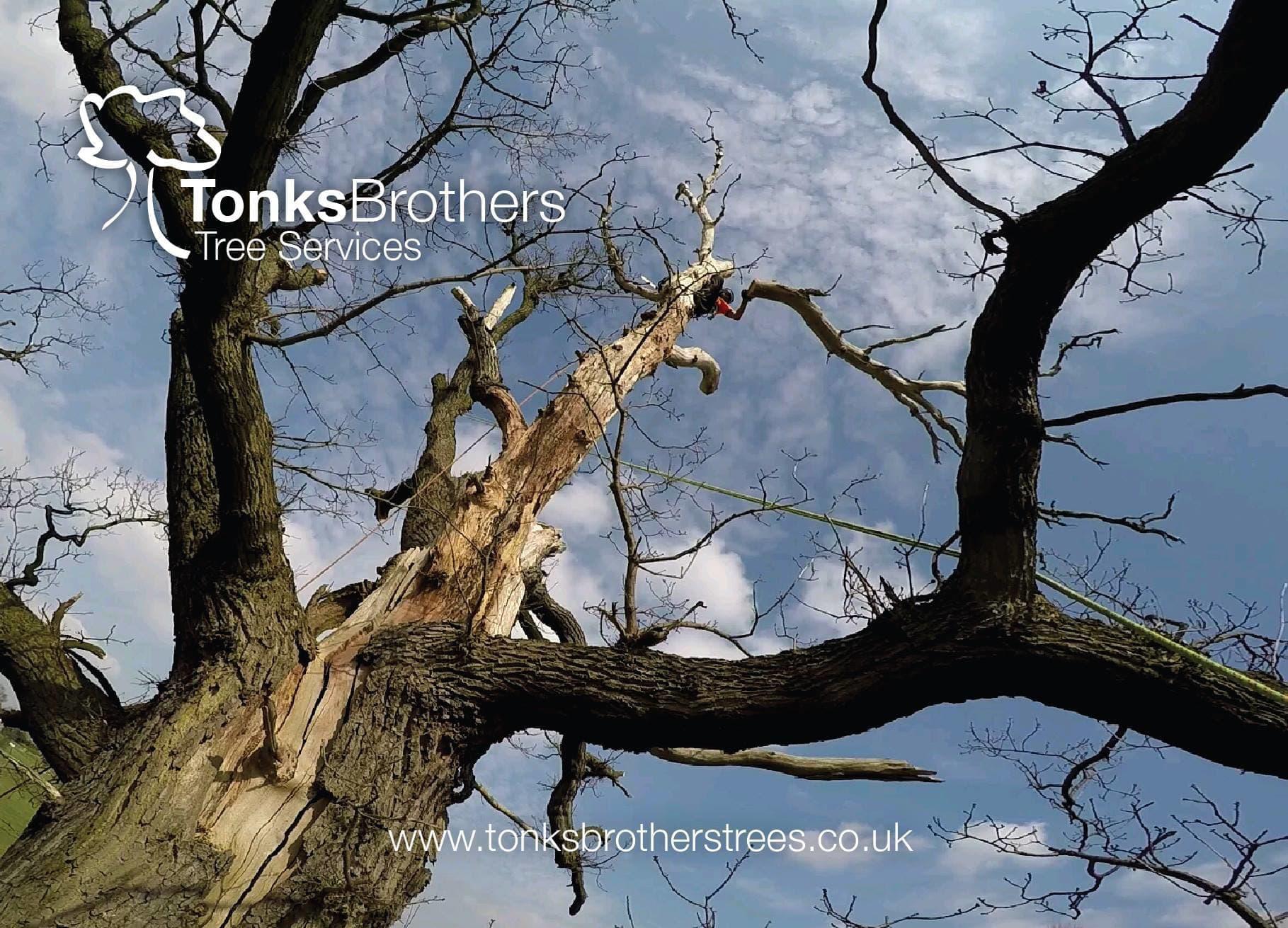 Images Tonks Brothers Tree Services