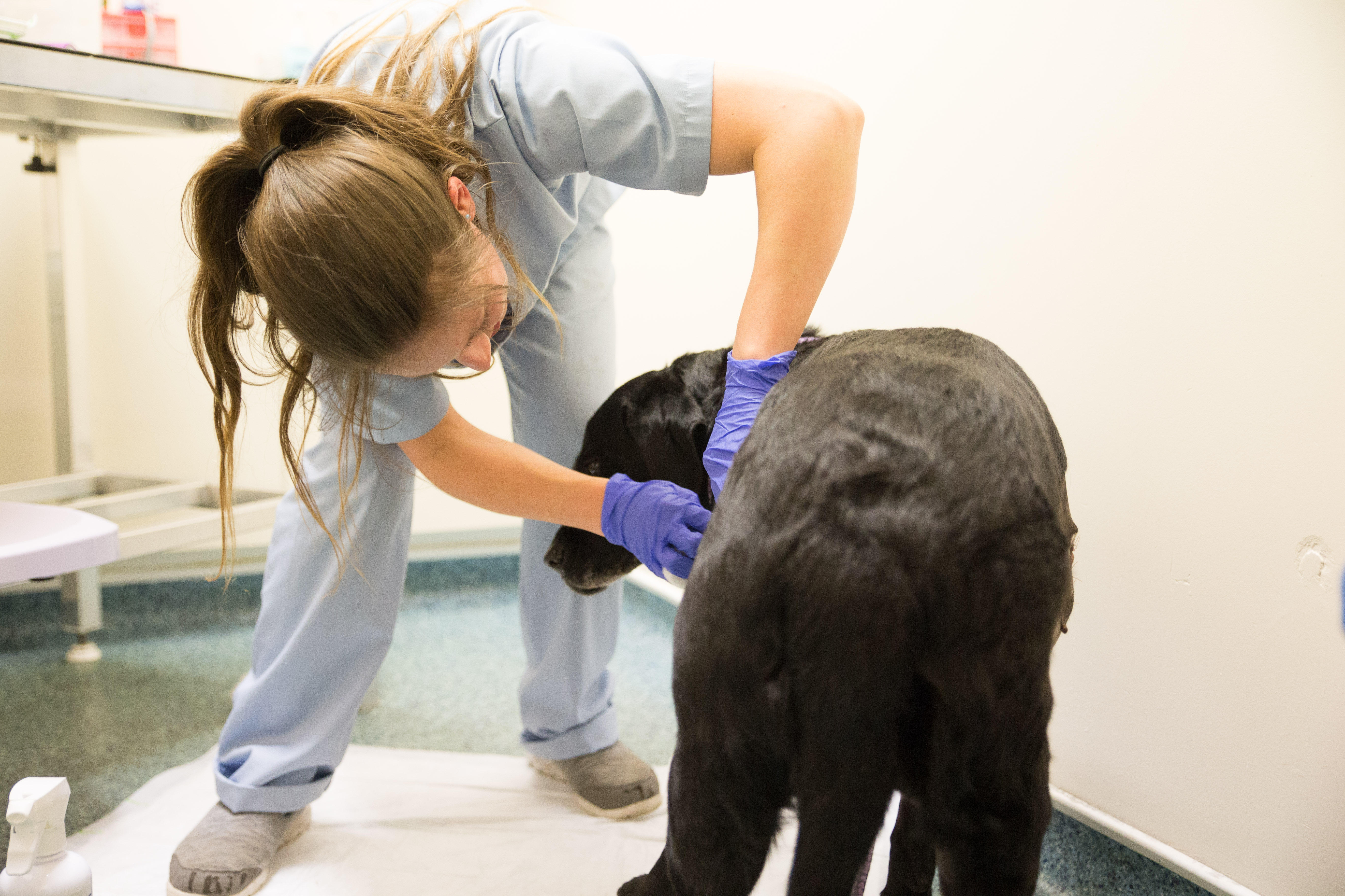 Images Arundell Veterinary Care, Bennetthorpe