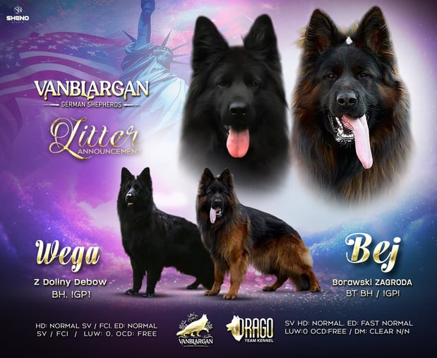 Images VanBlargan German Shepherds