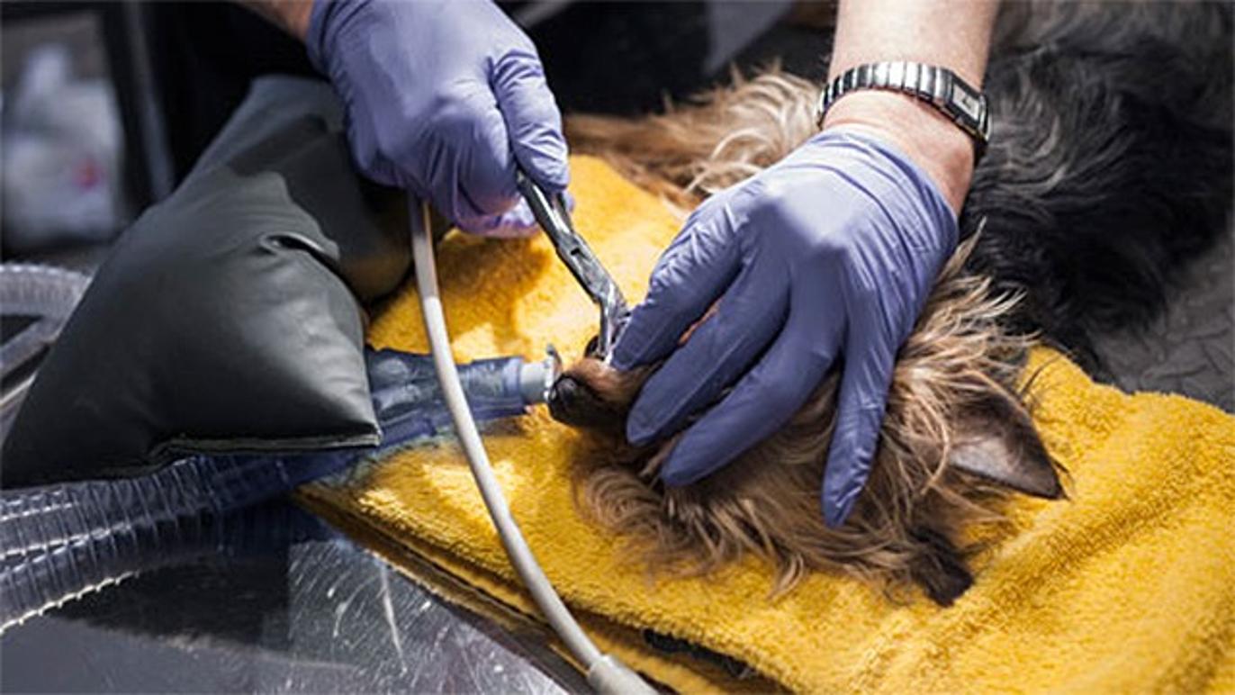 Images Dyrehospitalet 9000 ApS