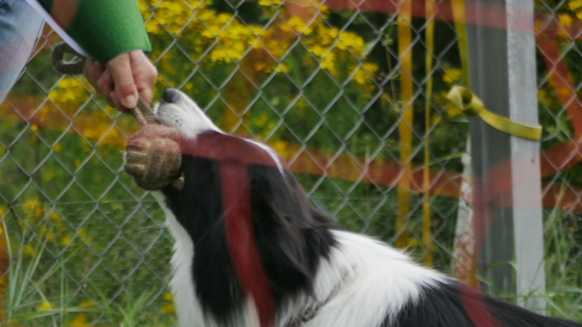 Carmens-Hundetraining mit Herz und Verstand in Badenweiler - Logo